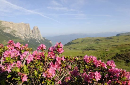 residence-diamant-kastelruth-dolomiten-suedtirol (18)