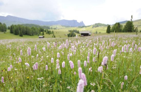 residence seiser alm suedtirol (6)